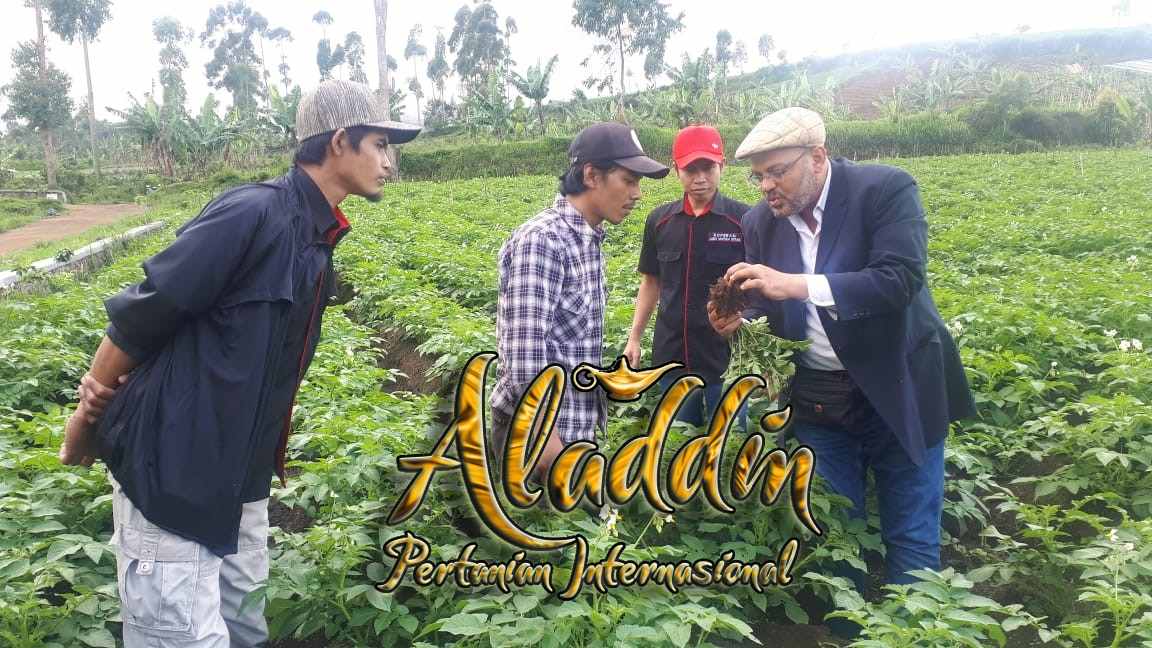 Optimizing Quality, Productivity, and Value Chain Resilience in the Indonesian Highlands